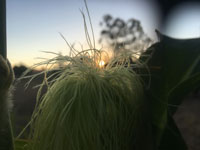 corn at sunset